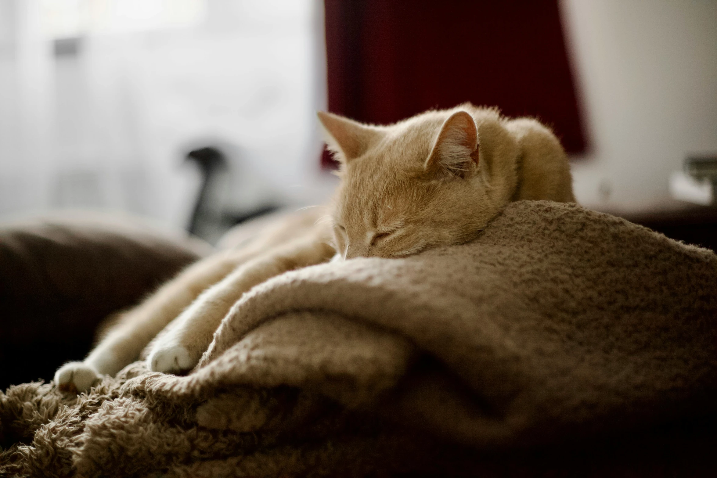 a cat is sleeping on top of a blanket