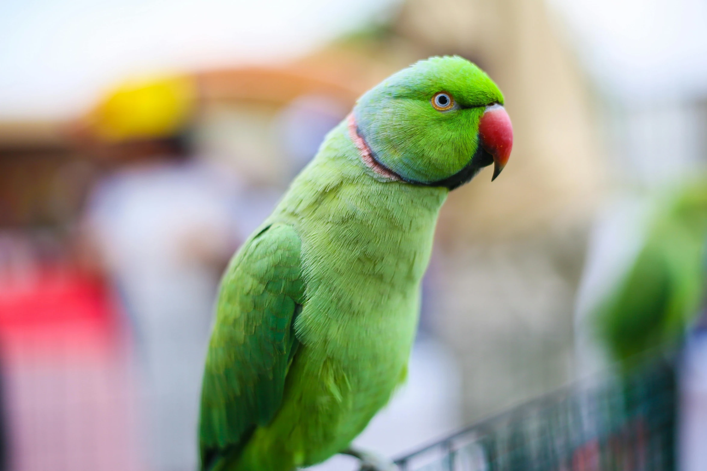 a green parrot with a red head and tail sitting on a fence