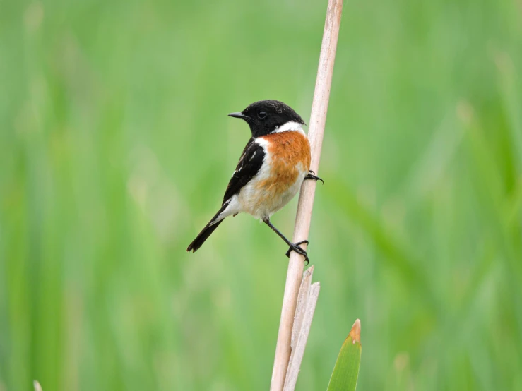 a small bird perched on top of a nch