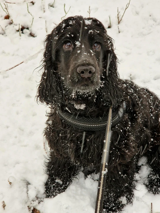 a dog in the snow looking at the camera