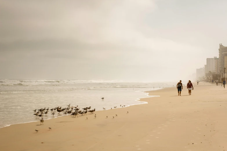 two people walking down a long beach covered in birds