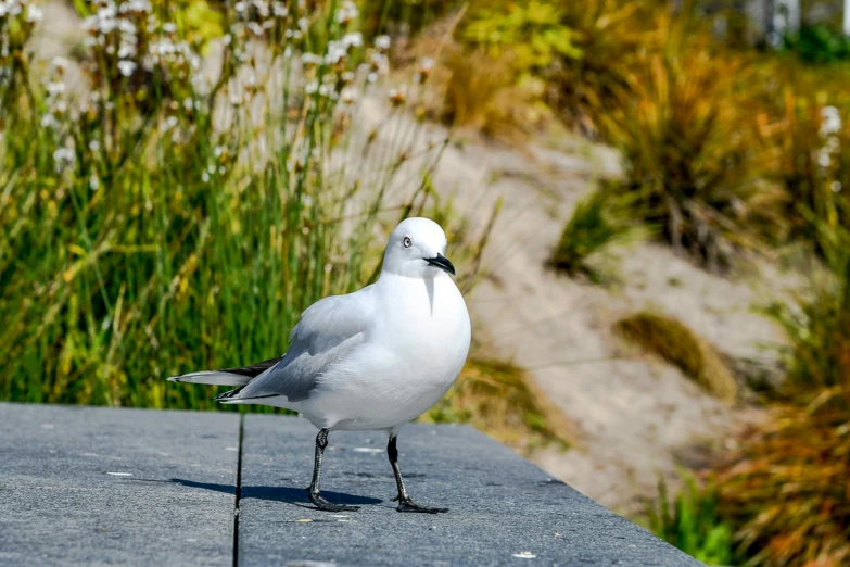 a seagull standing on a block by plants and flowers