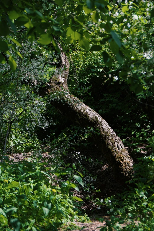 a log sticking out of the ground through the woods