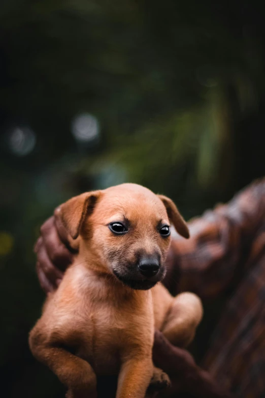 a man holding a small dog up to its face