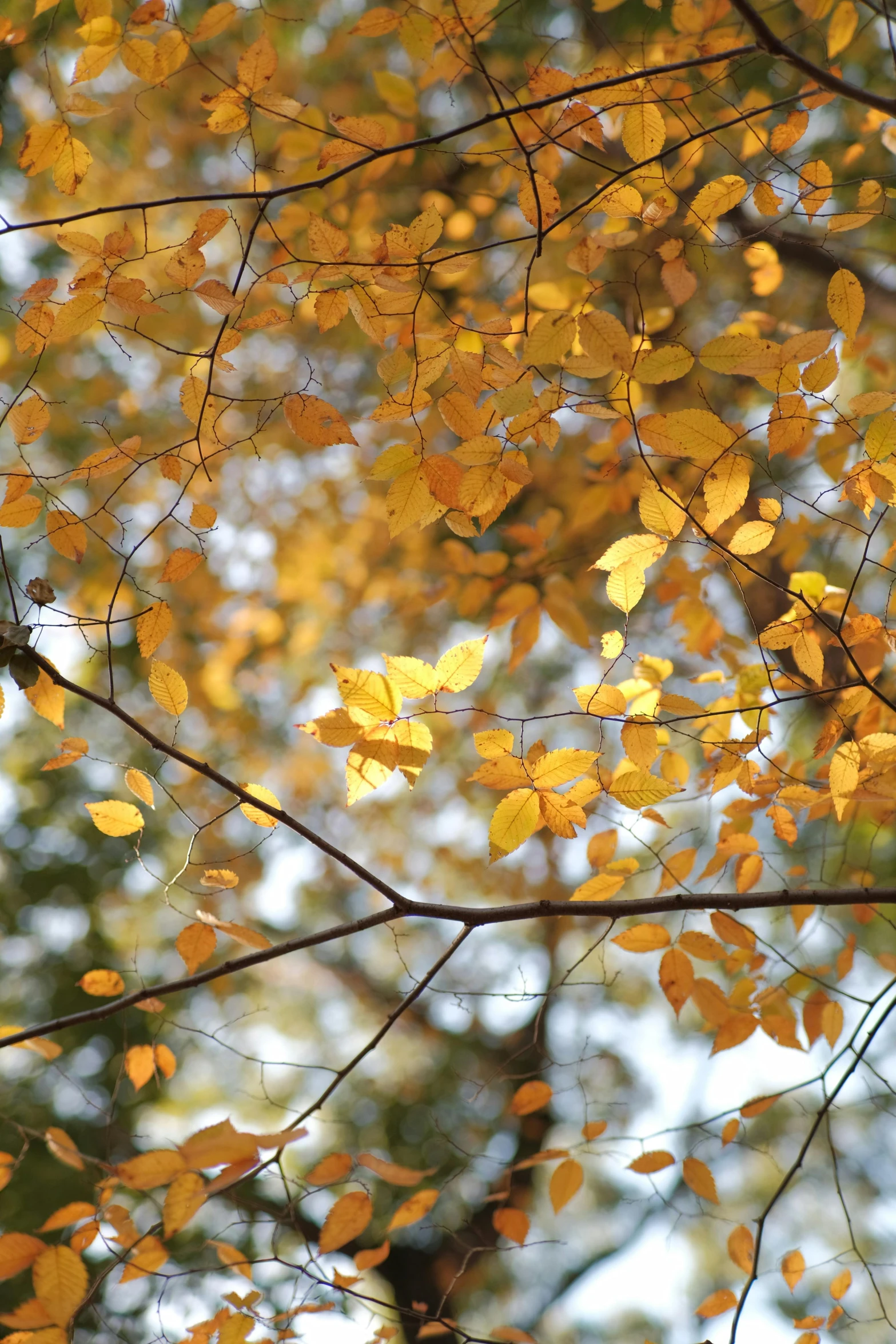 the leaves on the tree look bright yellow