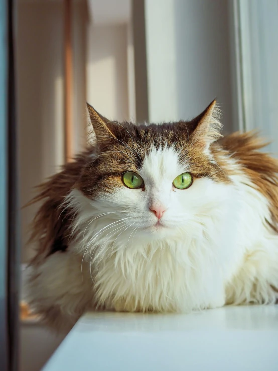 the white and brown cat is sitting on a counter