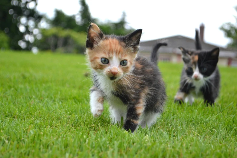 two kittens are running in the grass toward the camera