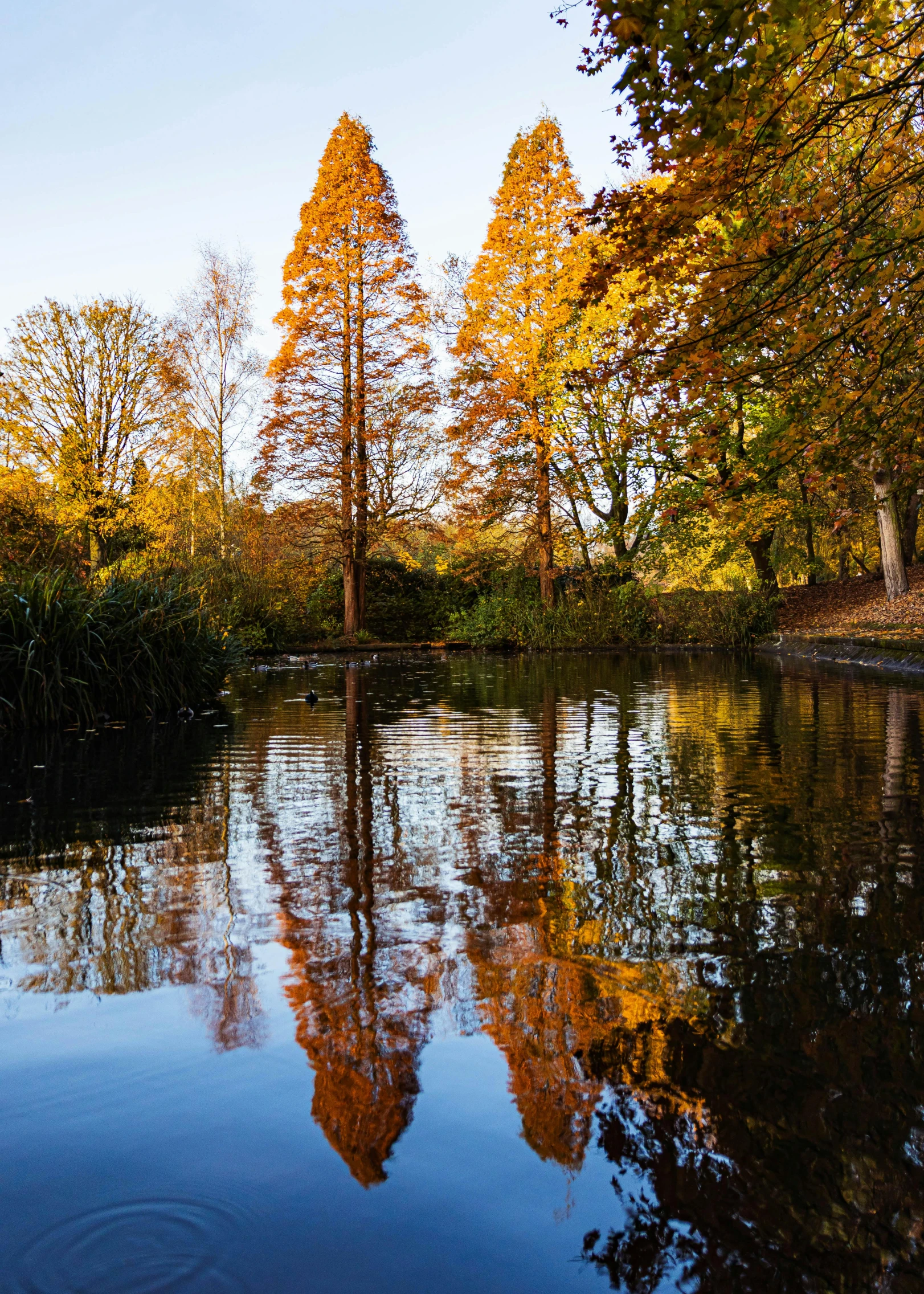 a body of water surrounded by a forest