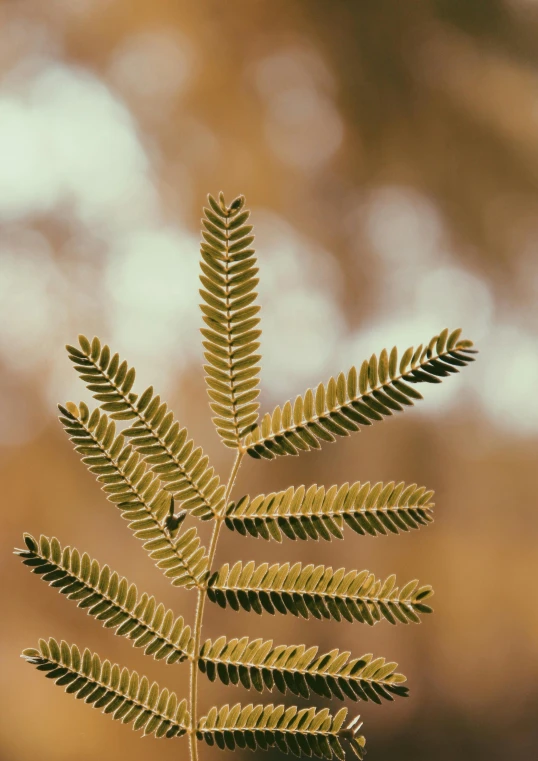 a closeup po of a fern leaf