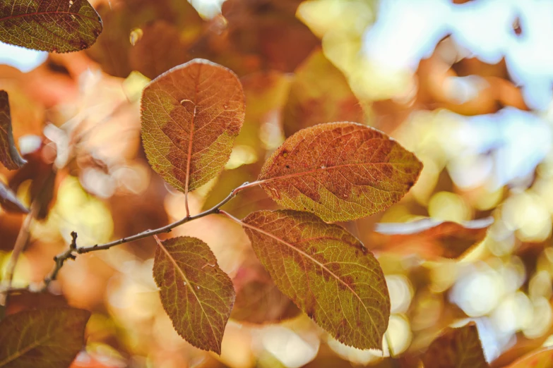 closeup of leaves in autumn against blue sky