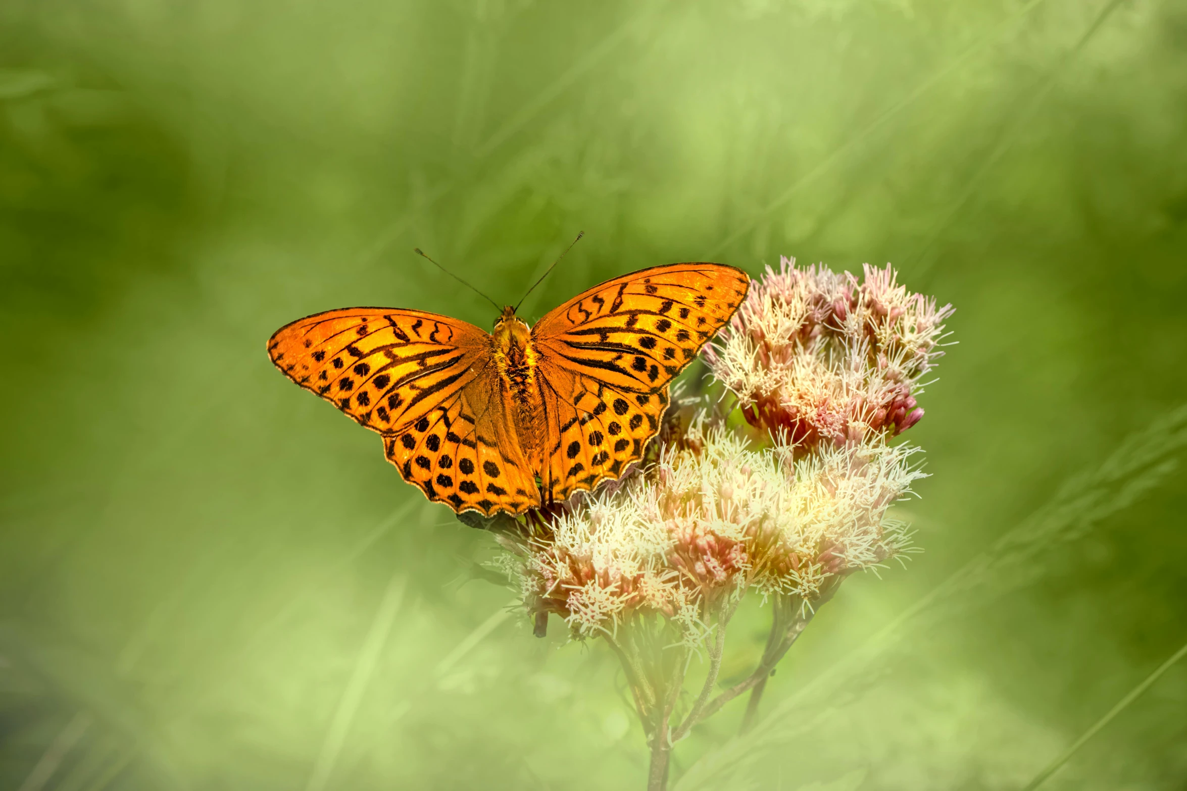 an orange erfly perched on a flower and looking at the camera