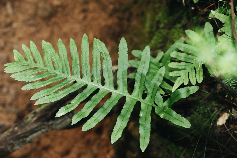 a large leaf sits on the ground