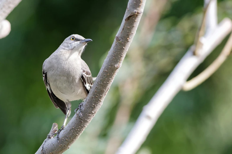 a bird that is sitting on a tree nch