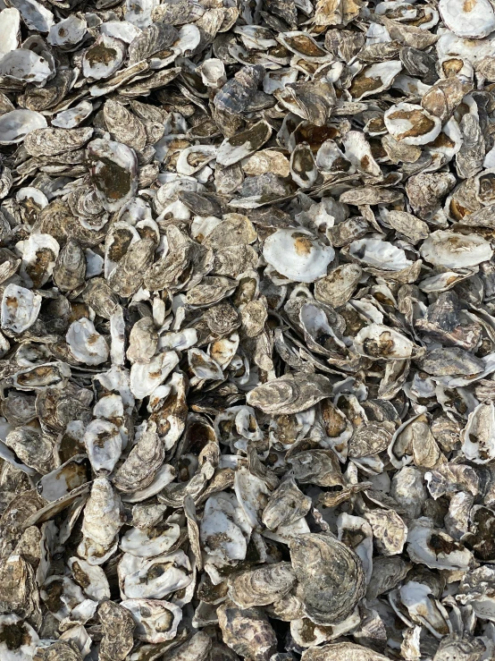 an area of many shellfish, mostly brown and white