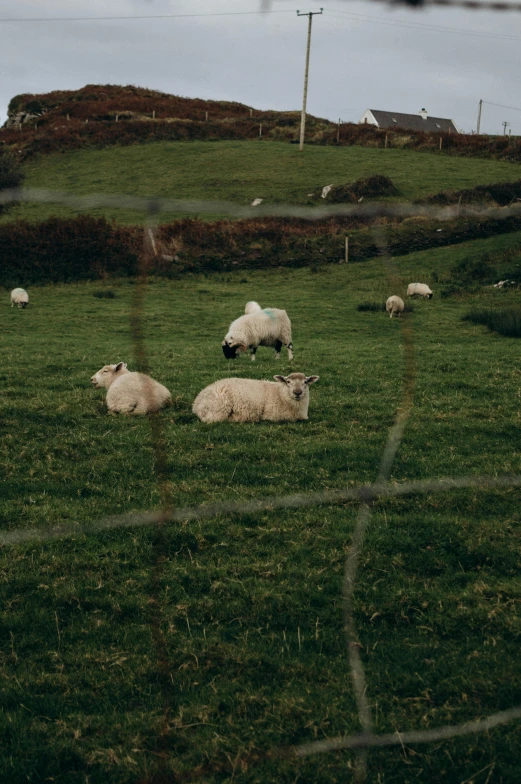 some sheep are laying in a grassy field