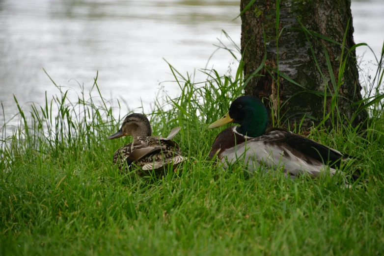 two ducks that are sitting in the grass