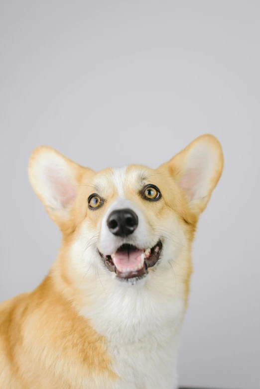 an extremely cute brown and white dog smiling at the camera