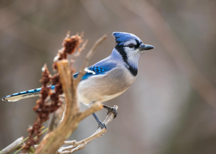 a blue jay is perched on a dead tree nch