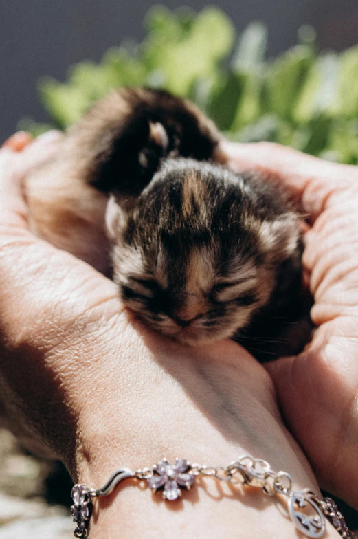 a small kitten resting on someone's hand