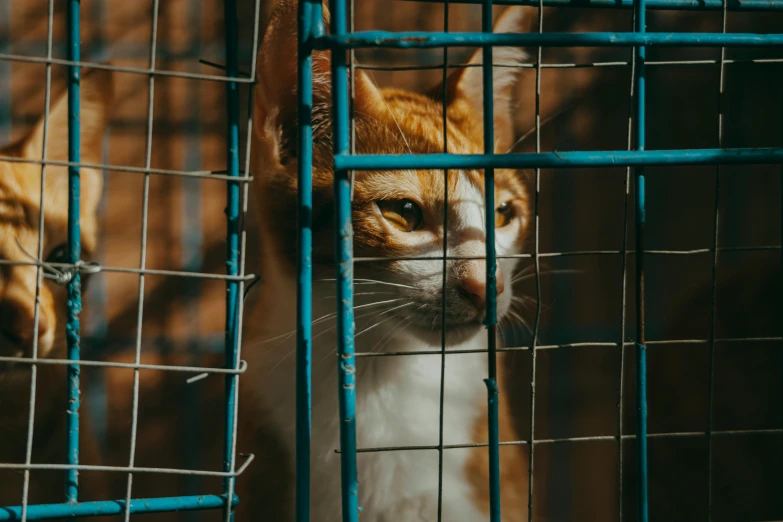 orange and white cat in cage staring at camera