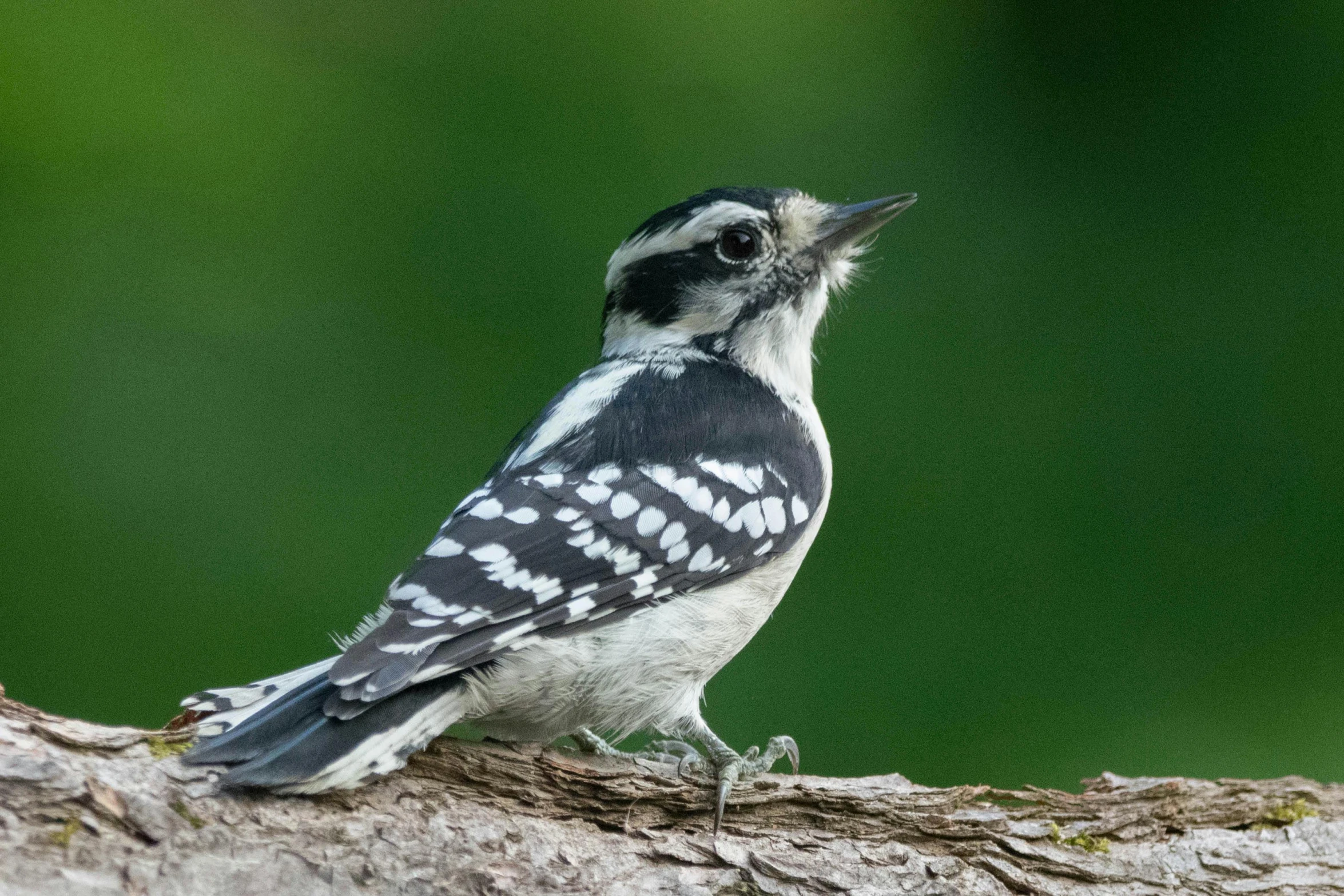 a woodpecker sitting on top of a tree nch