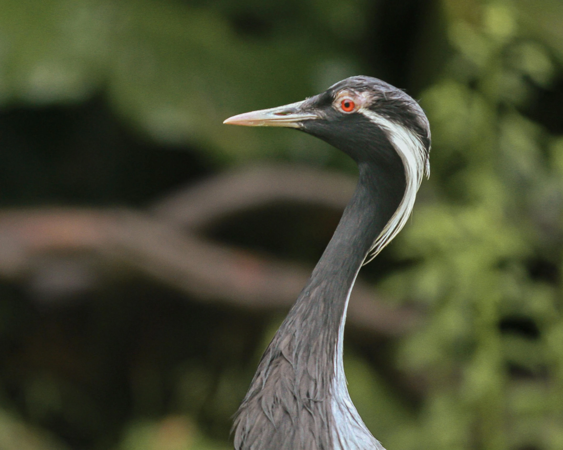 a long neck bird standing next to a wooded area