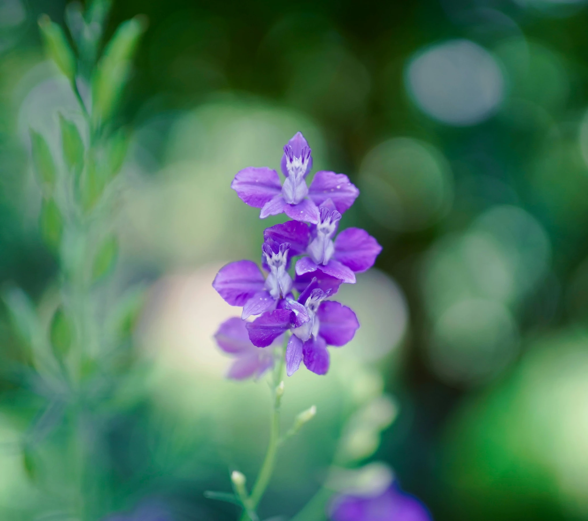 a close up of a purple flower near other flowers