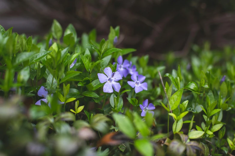 a closeup of several purple flowers surrounded by green leaves