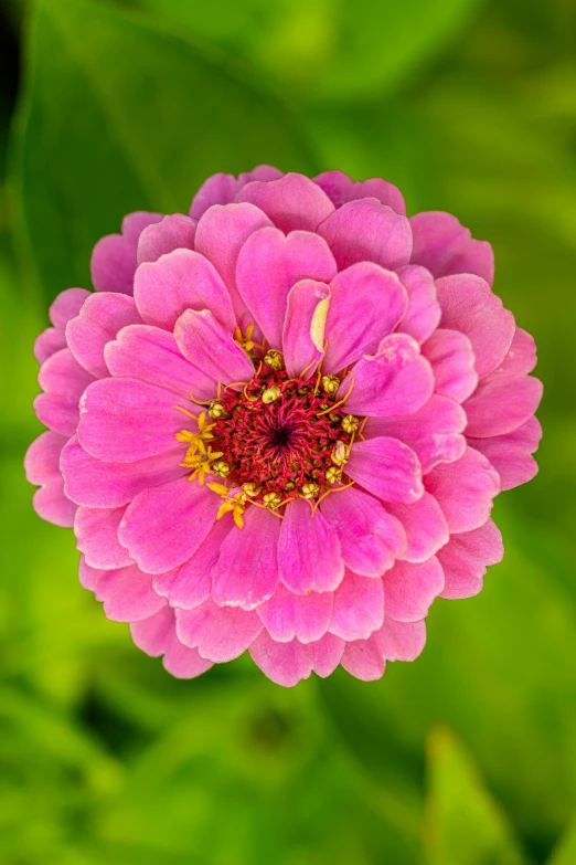 an open pink flower sitting in front of green leaves