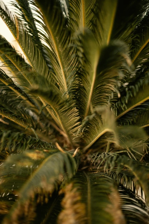 a palm tree that is close up