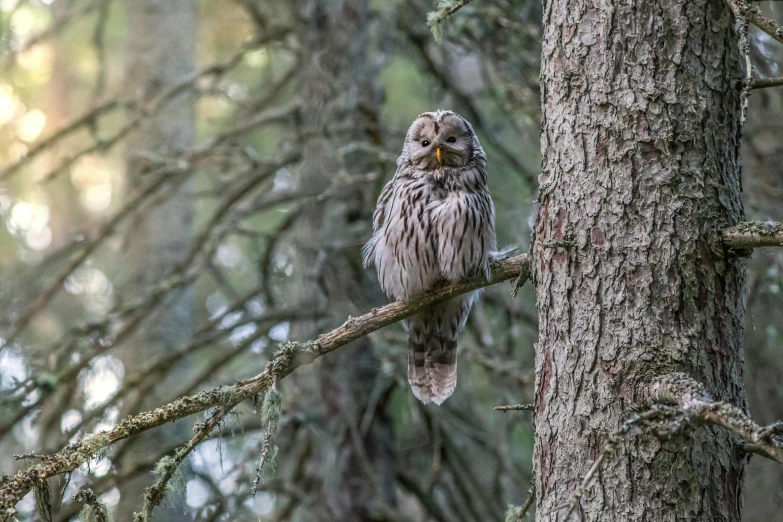 an owl is sitting on a nch in the middle of some trees