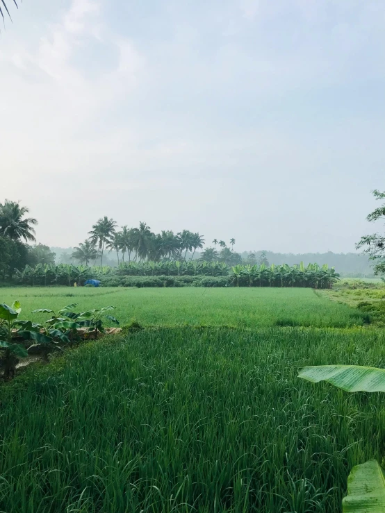 a lush, green field with plants and houses on the horizon