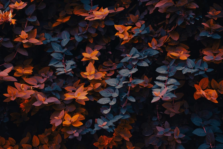 the leaves are turning red at night, and the background is black