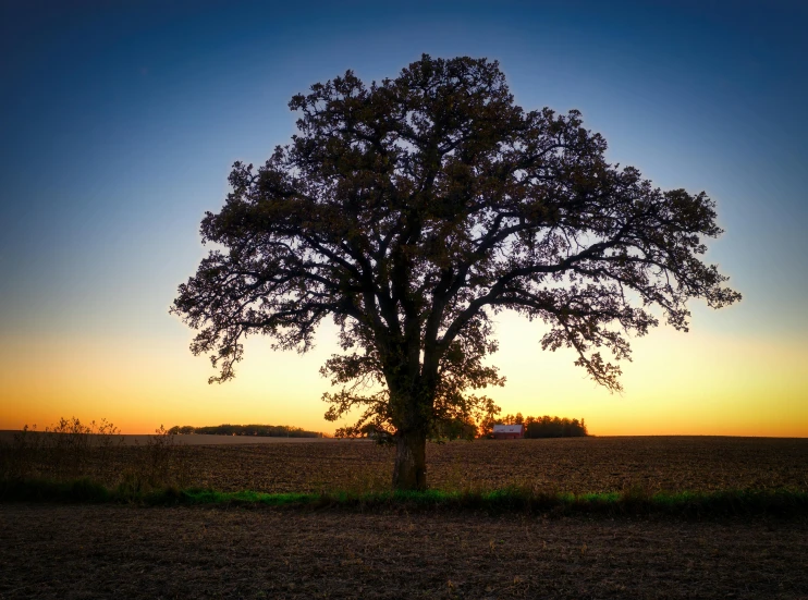 a field that has trees and a sky in the background