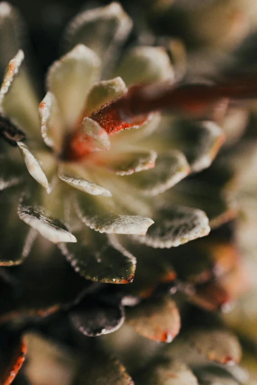 the leaves have frost on them on a plant