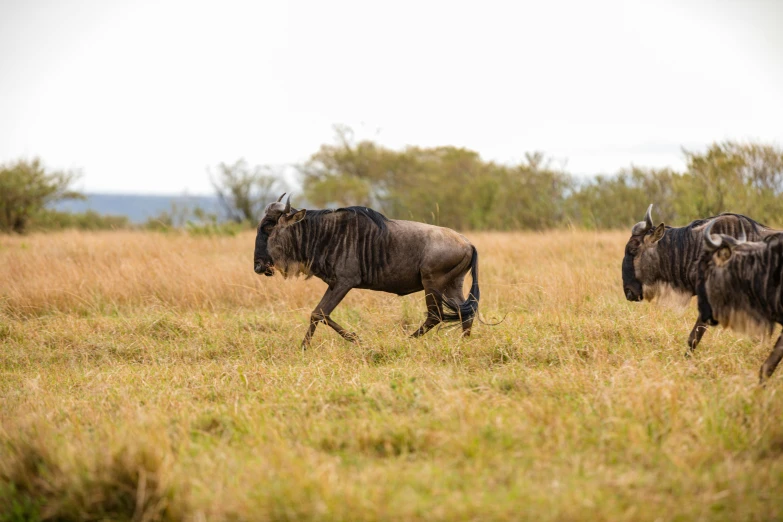 a group of animals walking across a field