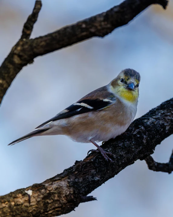 small bird standing on the nch of a tree