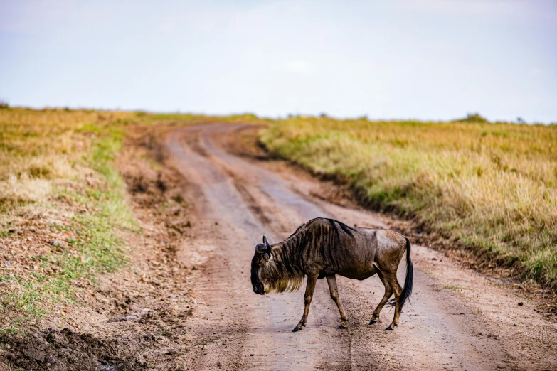 the lone wildebeest is walking down the road