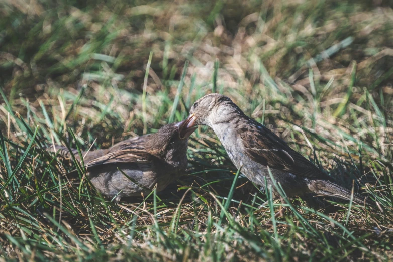 two birds standing next to each other in the grass