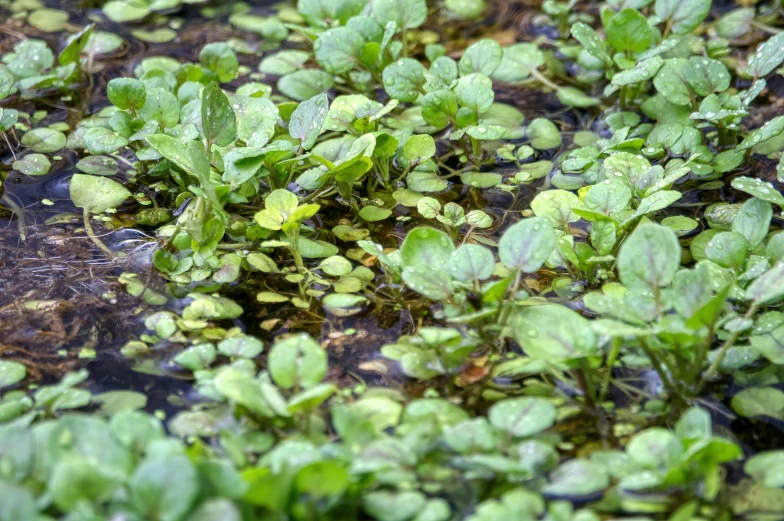an area with plants and leaves all in wet water