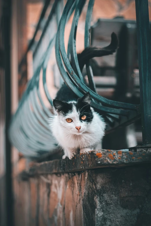 black and white cat sitting on top of wooden railing