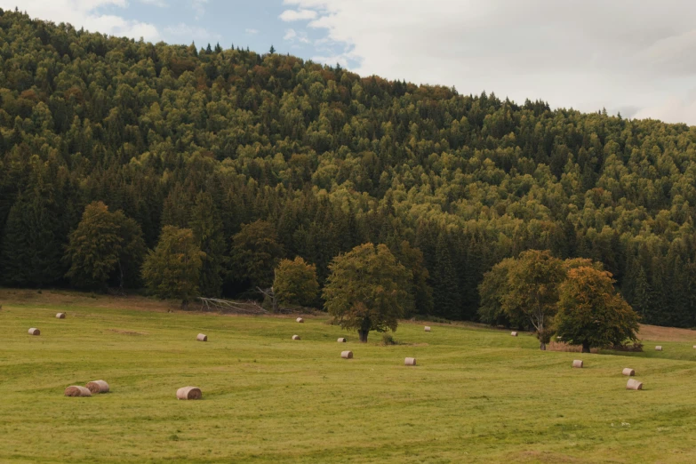 a field full of sheep grazing on a green pasture