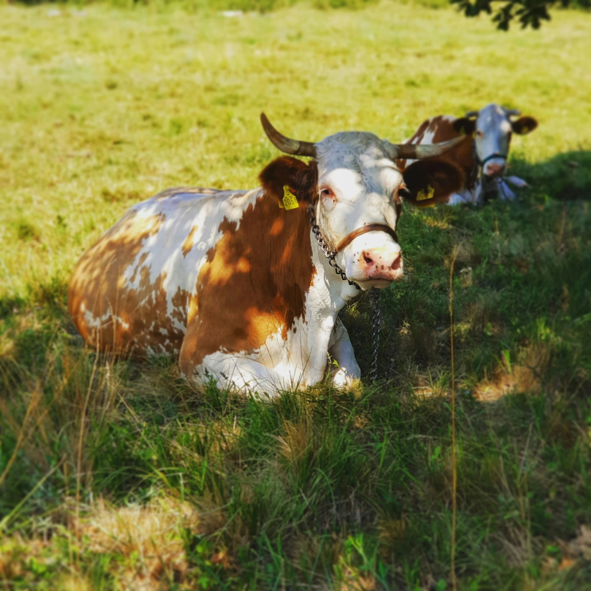 two brown and white cows resting in the grass