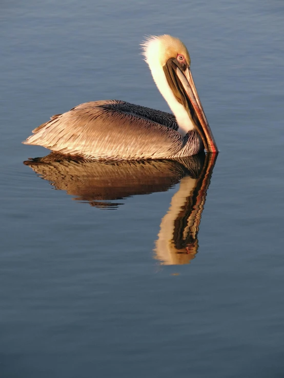 a pelican swimming in the lake, with its long beak and long legs stretched out