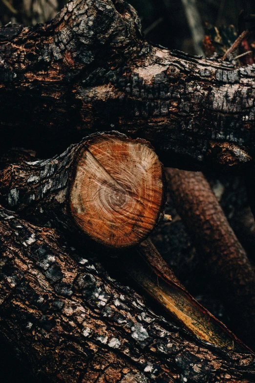 an old wooden object in the bark of a tree