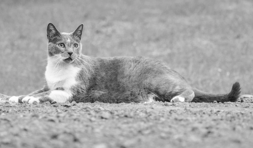 a little grey cat laying in the grass