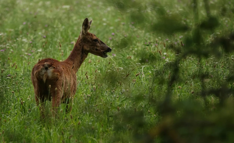 an animal in a field near grass and bushes