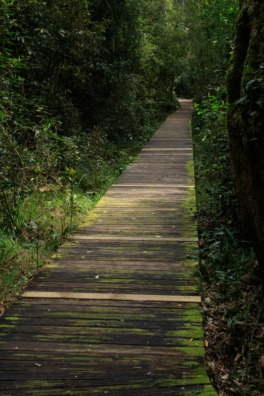 a wooden walkway with shadows on the ground