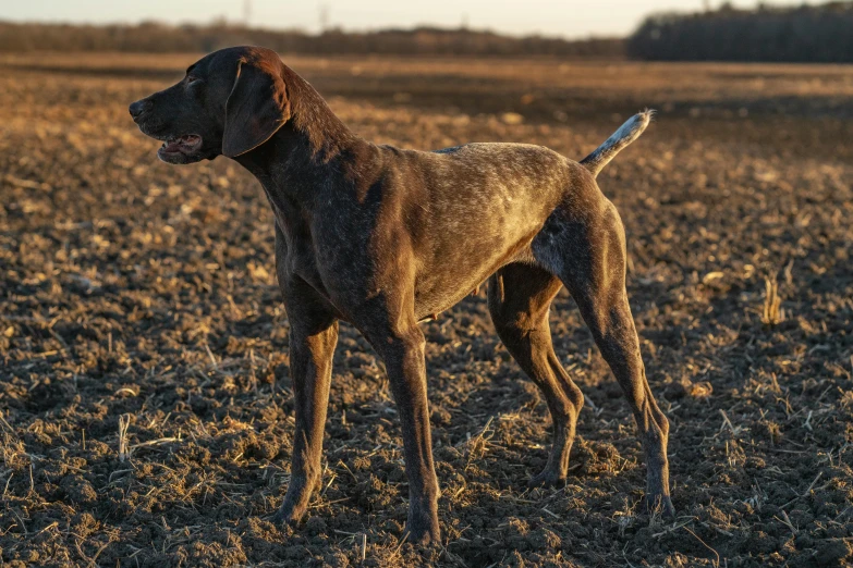 a brown dog standing in an empty field