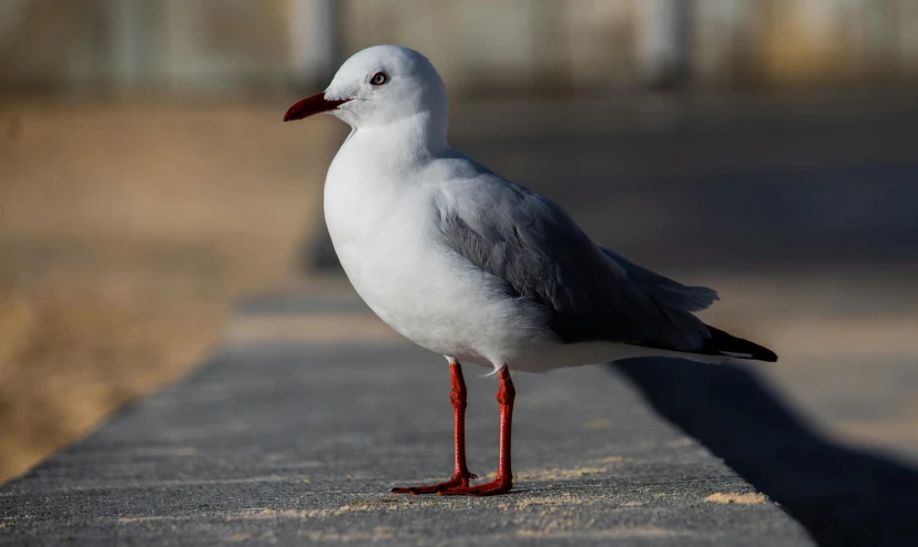 a seagull standing on the edge of a sidewalk